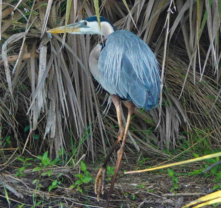 Great Blue Heron Hiding In Tall Grass Near Rohan Recreation Center In The Villages