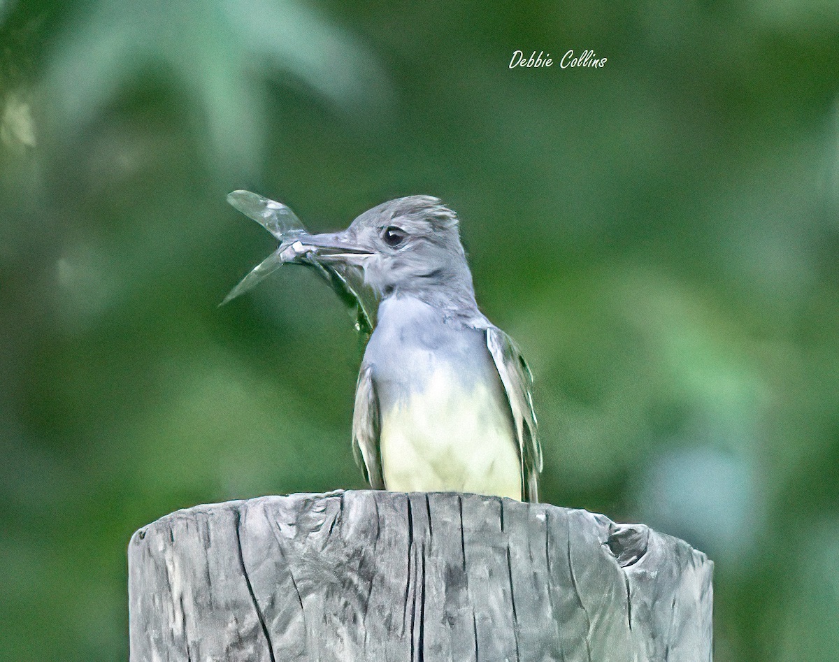 Great Crested Flycatcher At Gray Fox Executive Golf Course