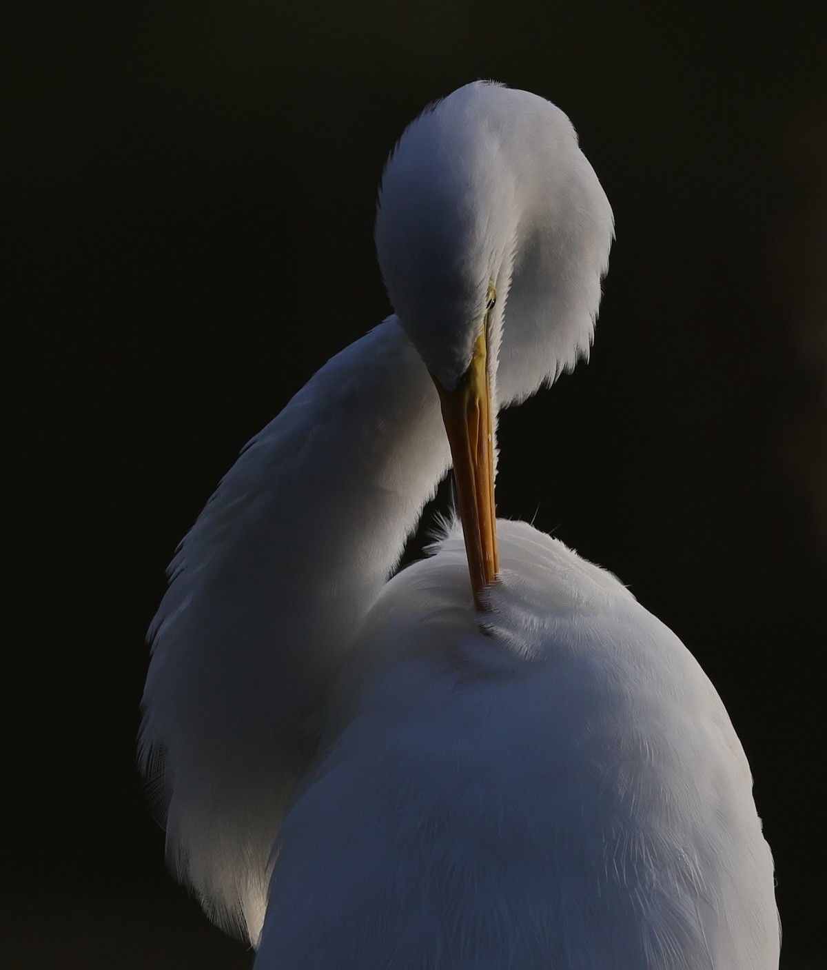 Great Egret At Sunrise On The Fenney Nature Trail