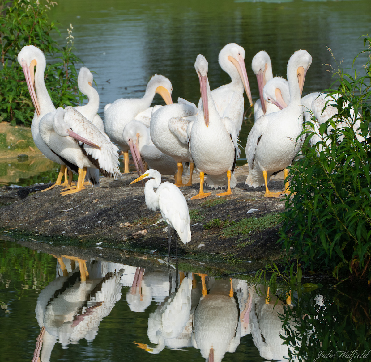 Great Egret Visiting Pod Of Pelicans Near The Village Of Briar Meadow