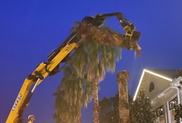 Last minute pruning of palm trees took place early Tuesday morning at Lake Sumter Landing