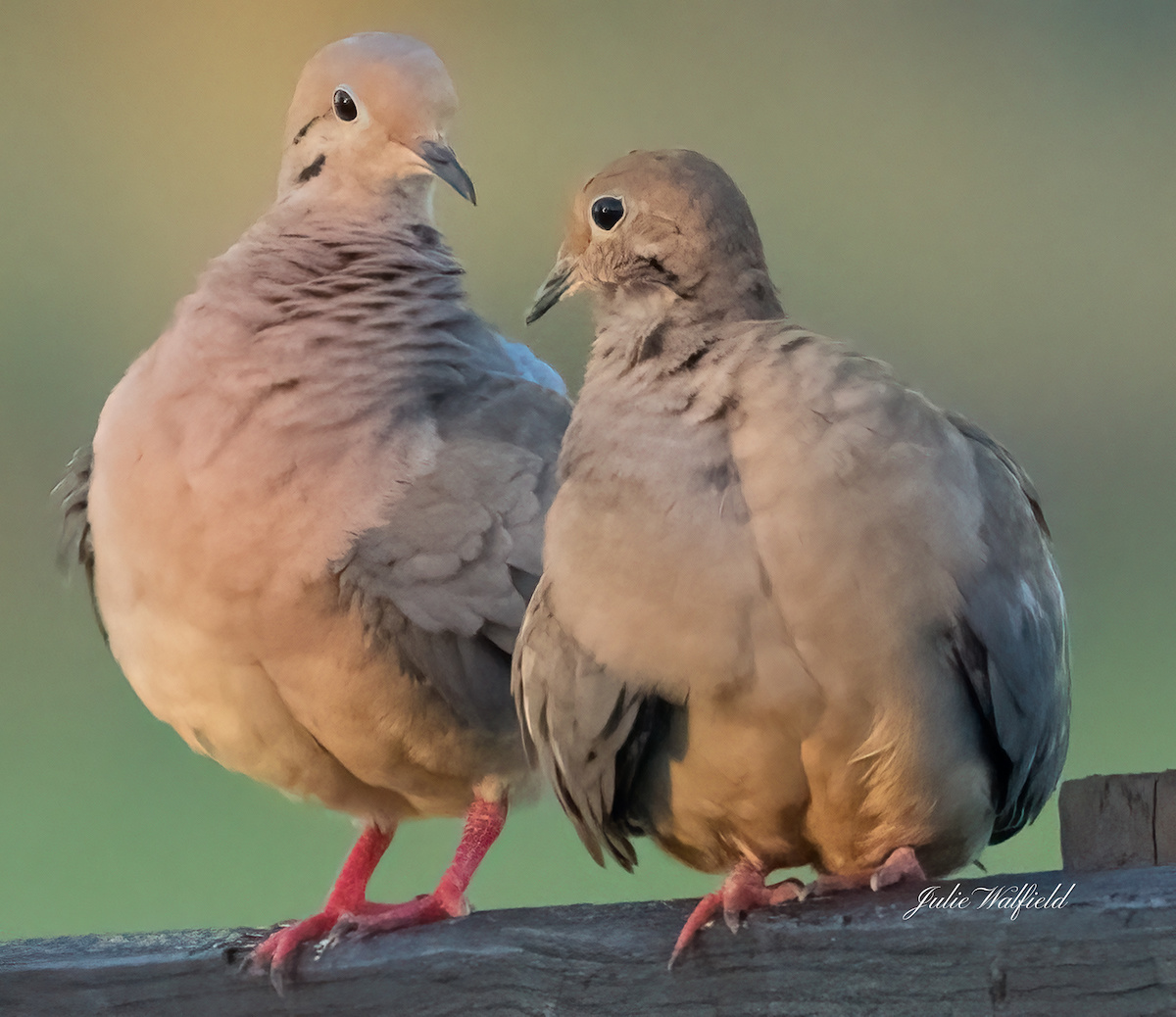 Mourning Doves At Sharon Rose Wiechens Preserve