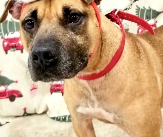 Noah connected with a new home after 532 at the Sumter County Animal Shelter