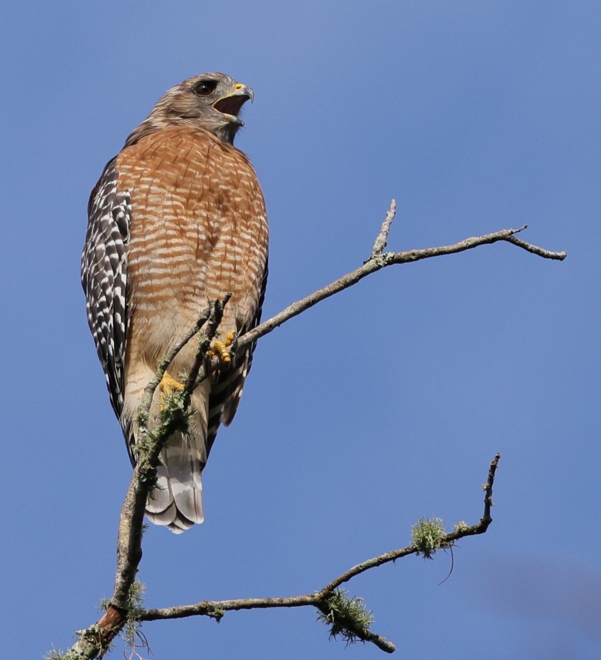 Red-Shouldered Hawk Calling To Mate On Fenney Nature Trail