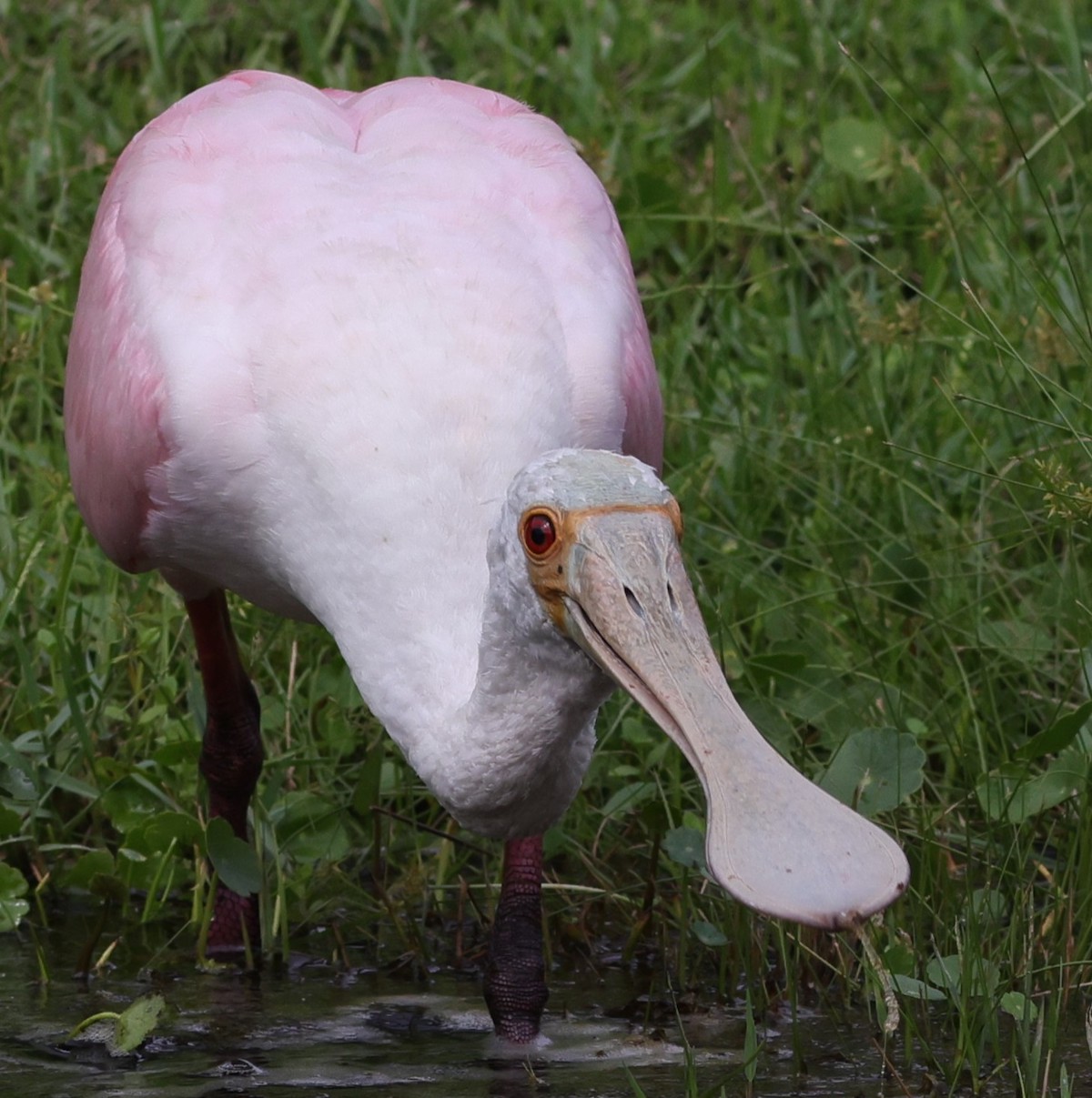 Roseate Spoonbill Behind Lake Deaton Plaza In The Villages