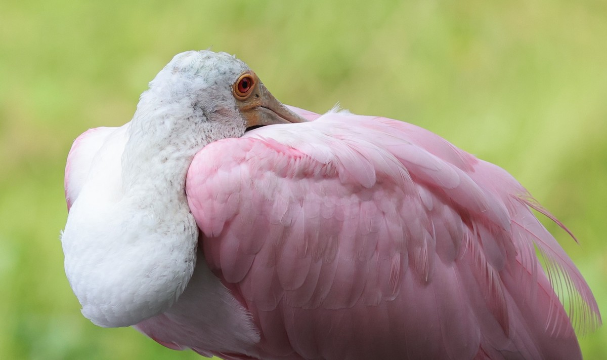 Roseate Spoonbill Ready For Nap Behind Lake Deaton Plaza