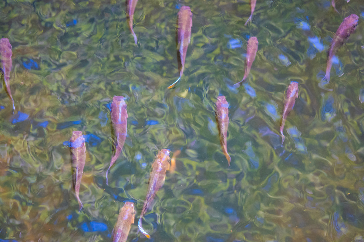 School Of Fish At Fenney Nature Trail