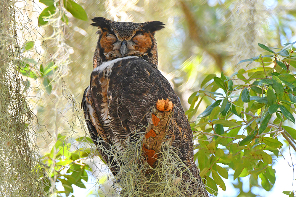 Sleeping Great Horned Owl At Lake Sumter Landing