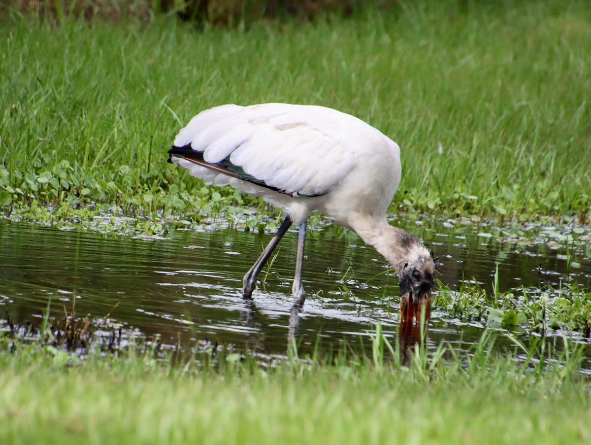 Wood Stork Feeding At The Chitty Chatty Preserve In The Villages