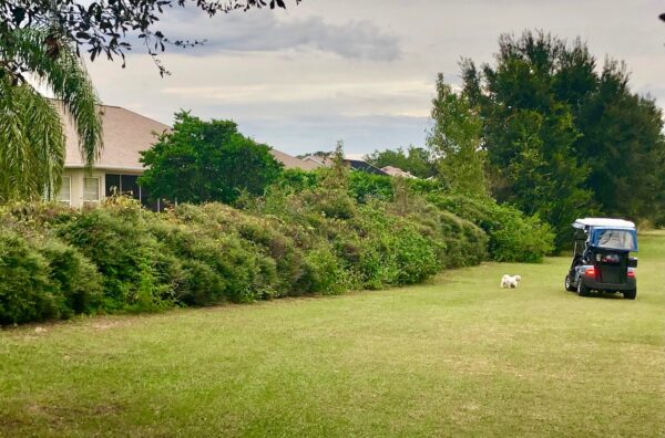 A Villager walks her dog behind Mary Santos home in Valle Verde A Villager walks her dog behind Mary Santos home in Valle Verde