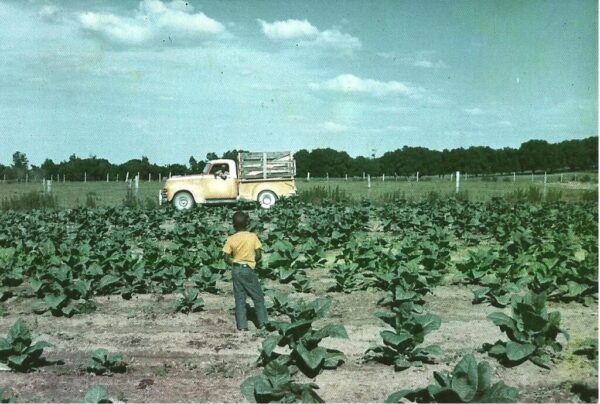 A child stands in a tobacco field in the Royal community during the 1950s.