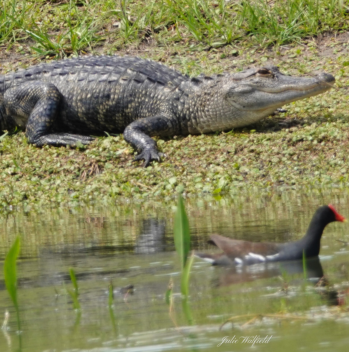 Alligator And Gallinule In The Villages