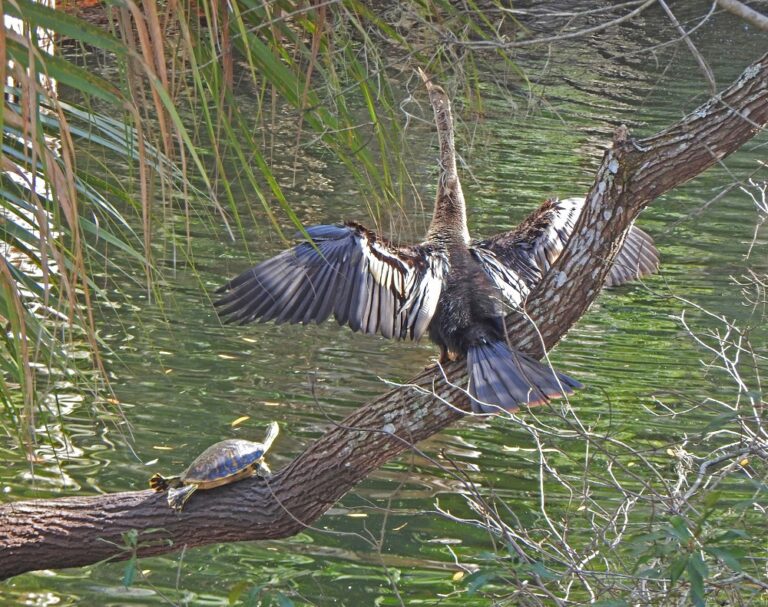Anhinga And Turtle Sharing A Log At Fenney Nature Trail