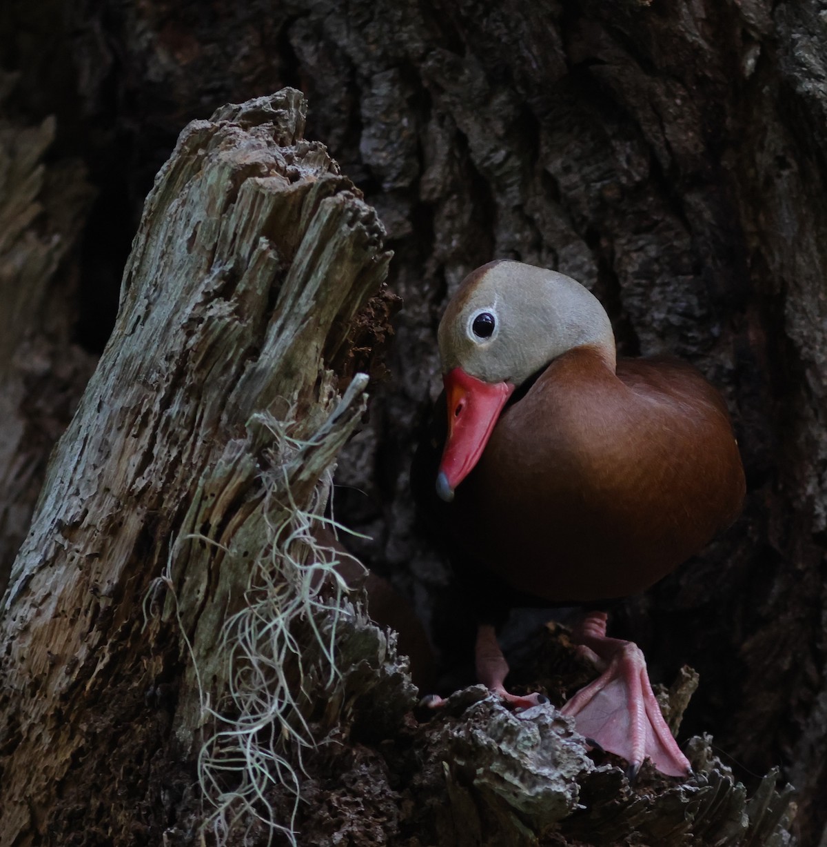 Black-Bellied Whistling Duck Protecting Nest In The Village Of Fenney