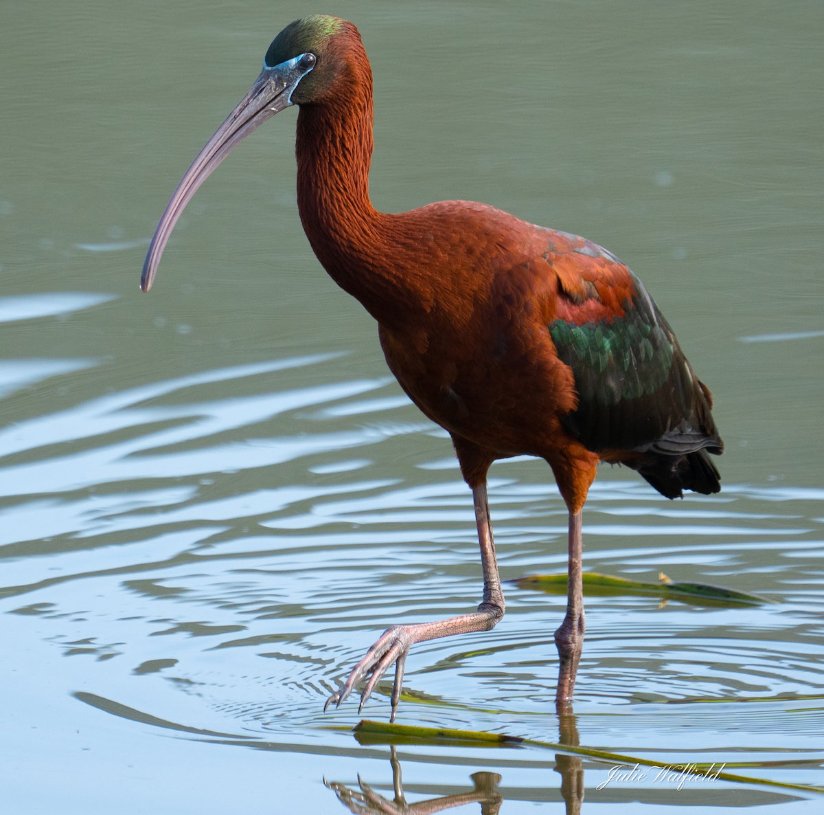 Glossy Ibis Standing In Water Near The Village Of Bradford