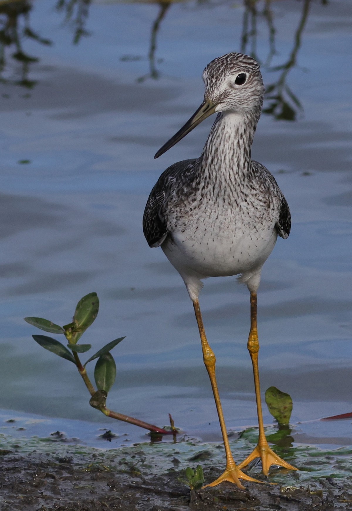Greater Yellowlegs At Hogeye Pathway In The Villages
