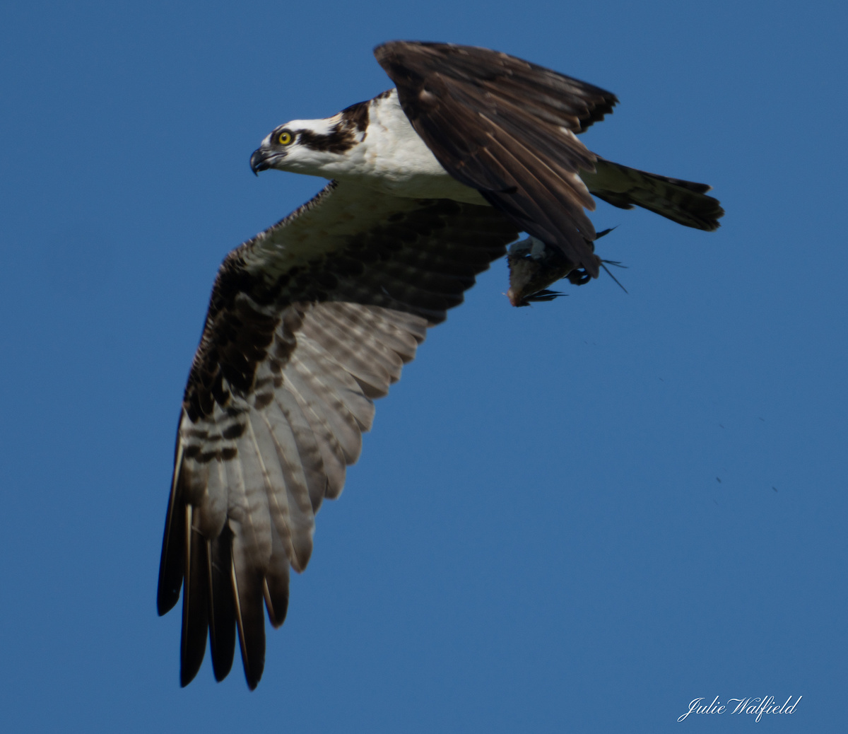 Osprey Circling A Pond In The Village Of De Luna
