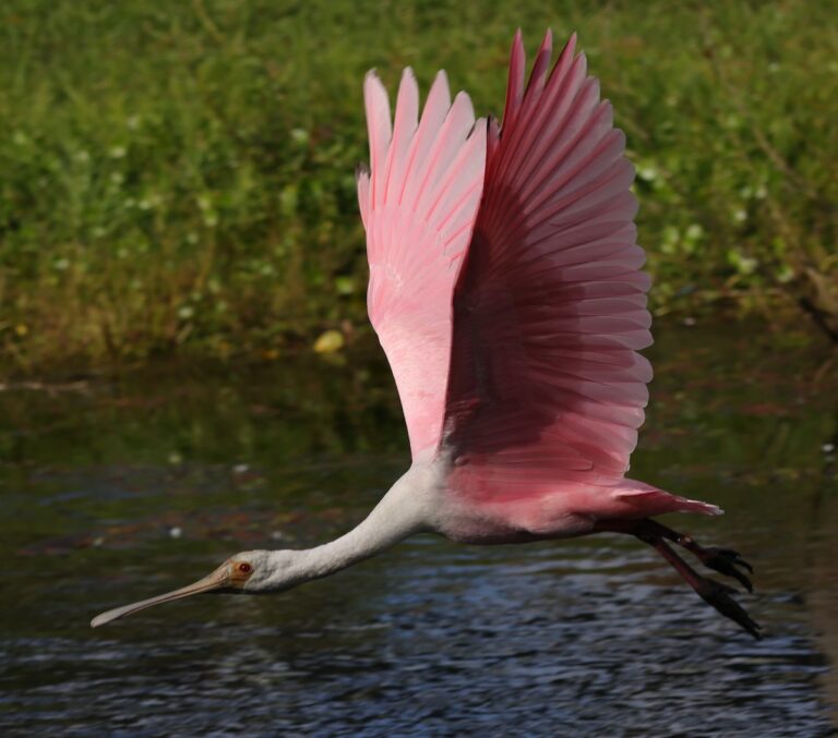 Roseate Spoonbill Flying Behind Lake Deaton Plaza In The Villages