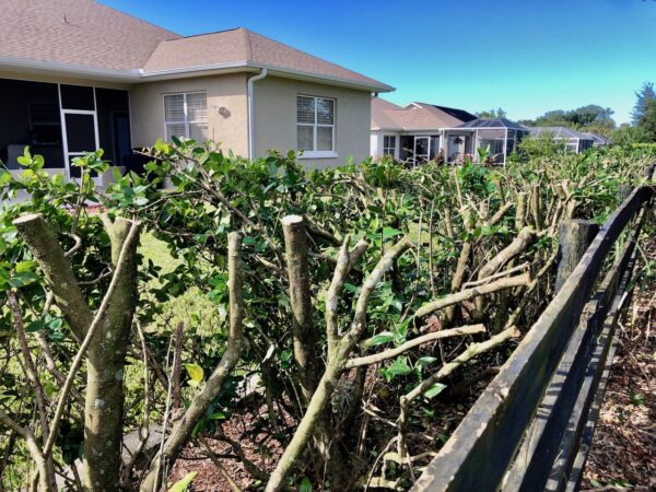 The hedges have been cut down to four feet at Mary Santos home.