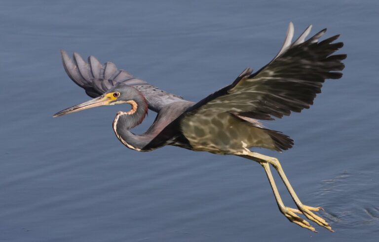 Tricolored Heron Flying Over Pond Beside The Village Of Bradford