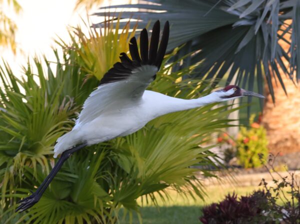 Whooping Crane In The Village Of Pine Hills Whooping Crane In The Village Of Pine Hills