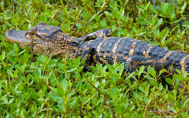Young Alligator Sunning Near The Sharon Rose Wiechens Preserve