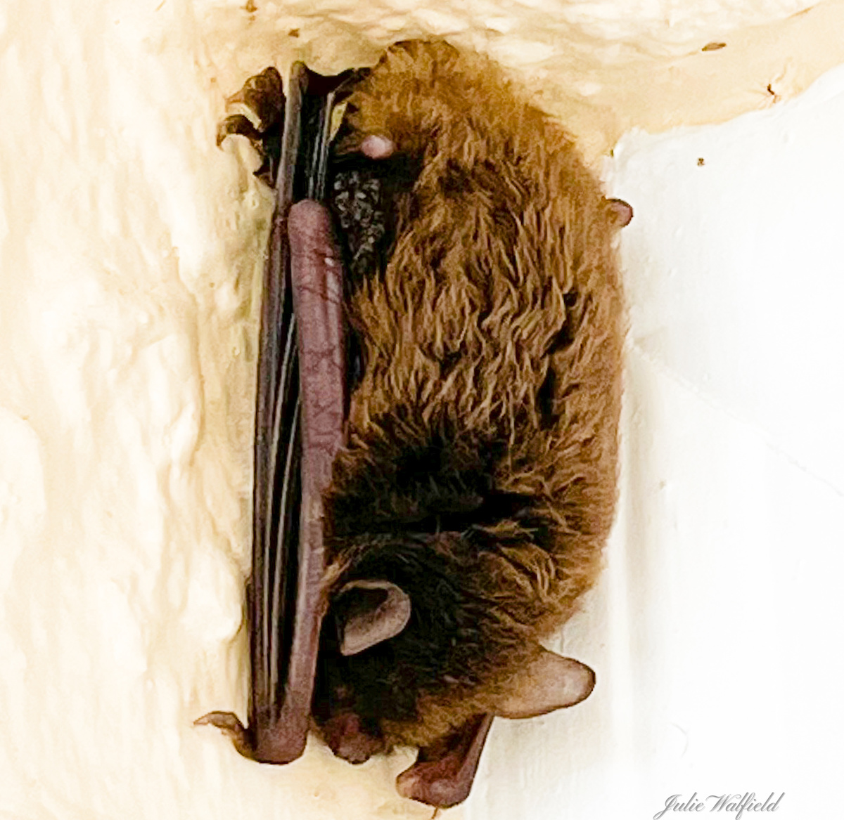 Young Bat Taking A Nap In The Villages