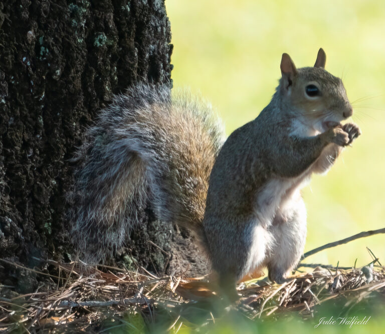 Adorable Squirrel Near Lake Okahumpka