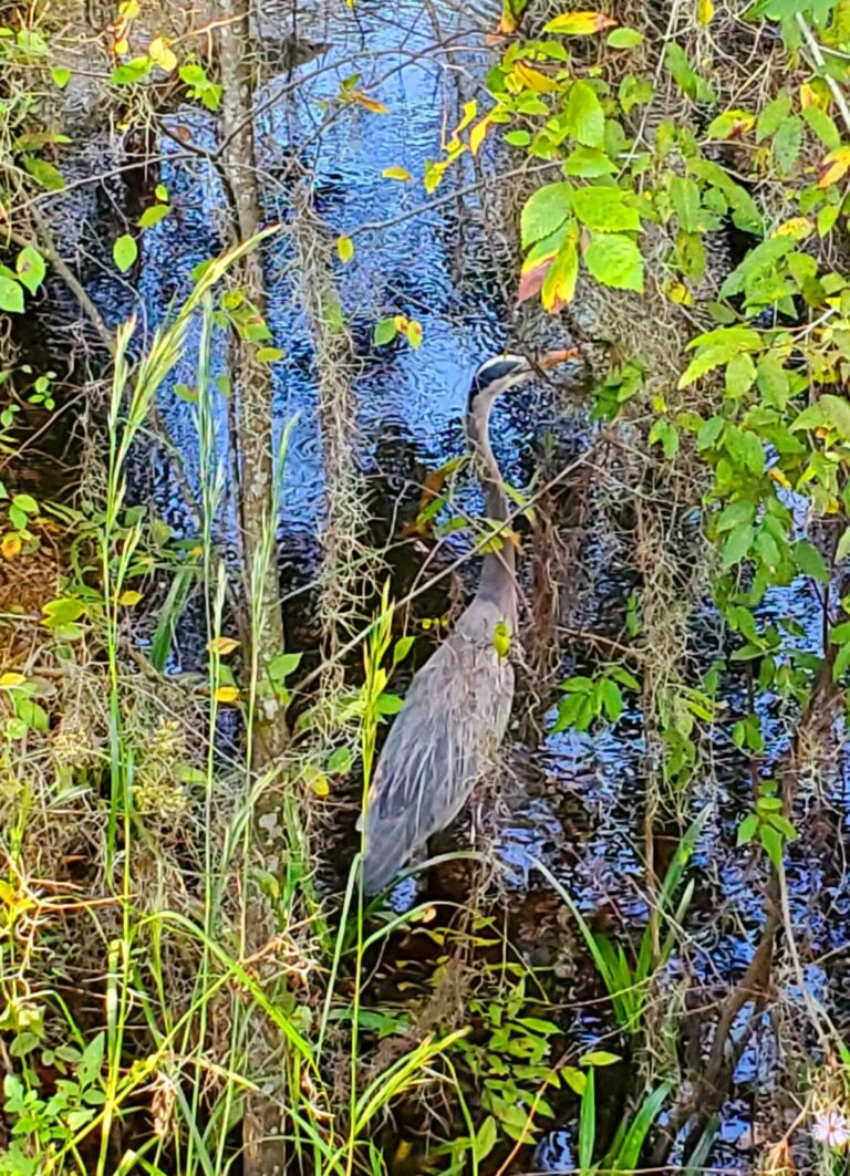 Alligator Swims By Great Blue Heron At Fenney Nature Trail