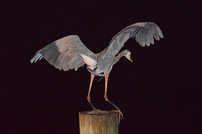 Great Blue Heron Landing On The Boardwalk At Lake Sumter Landing