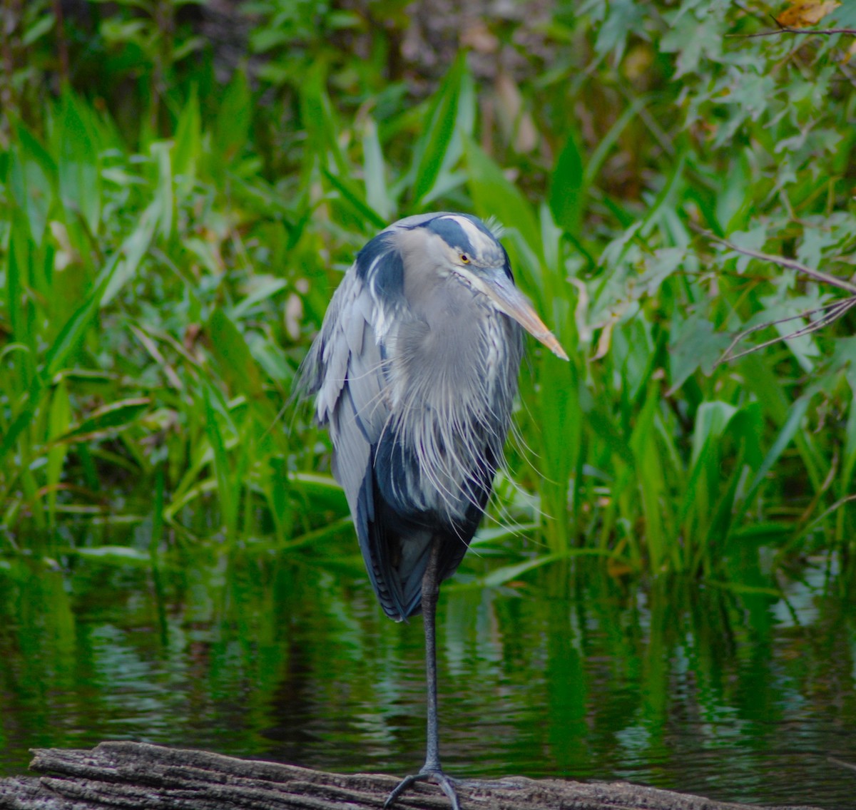 Great Blue Heron On Fenney Nature Trail