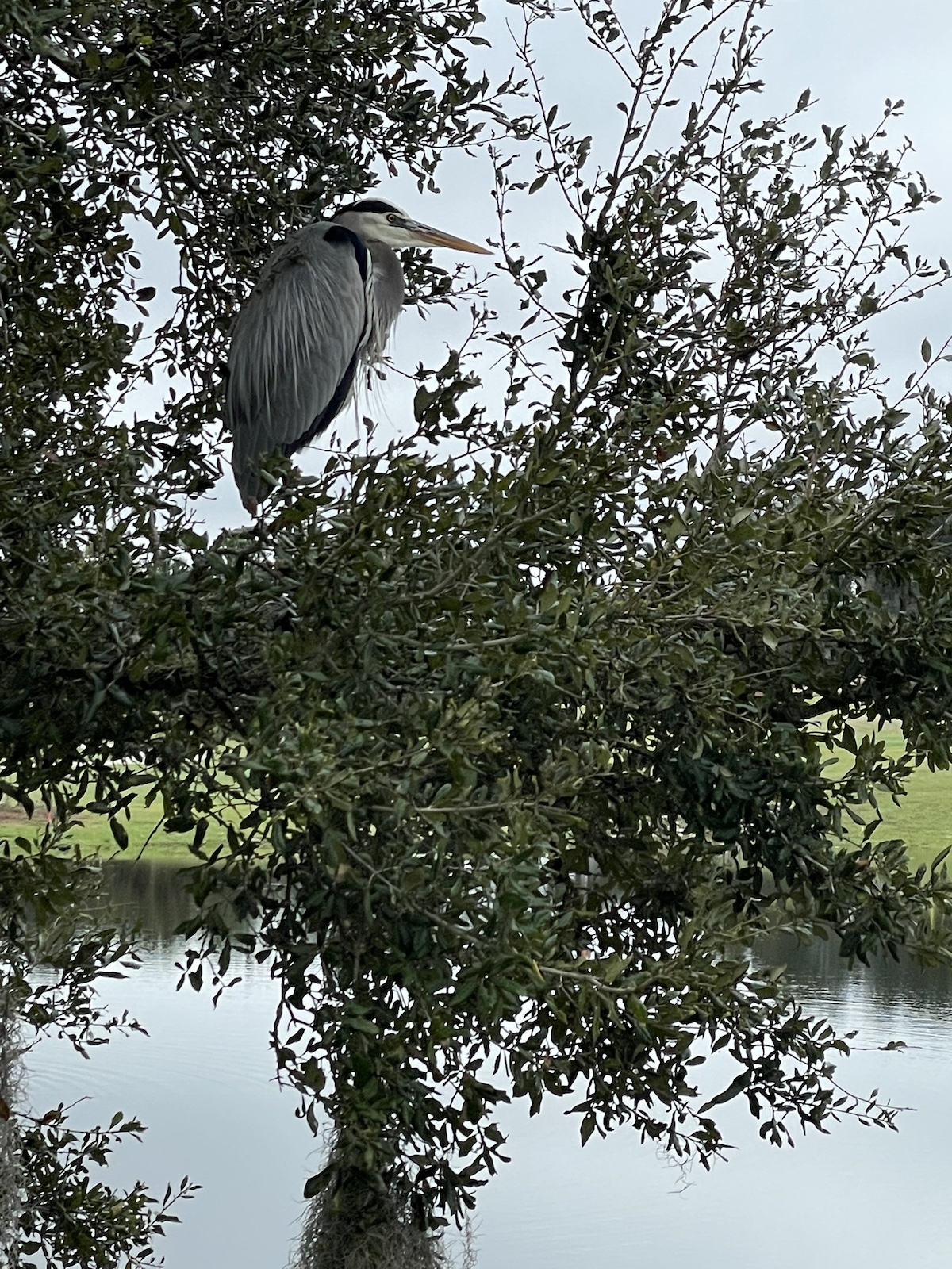 Great Blue Heron Taking A Rest In The Village Of Collier