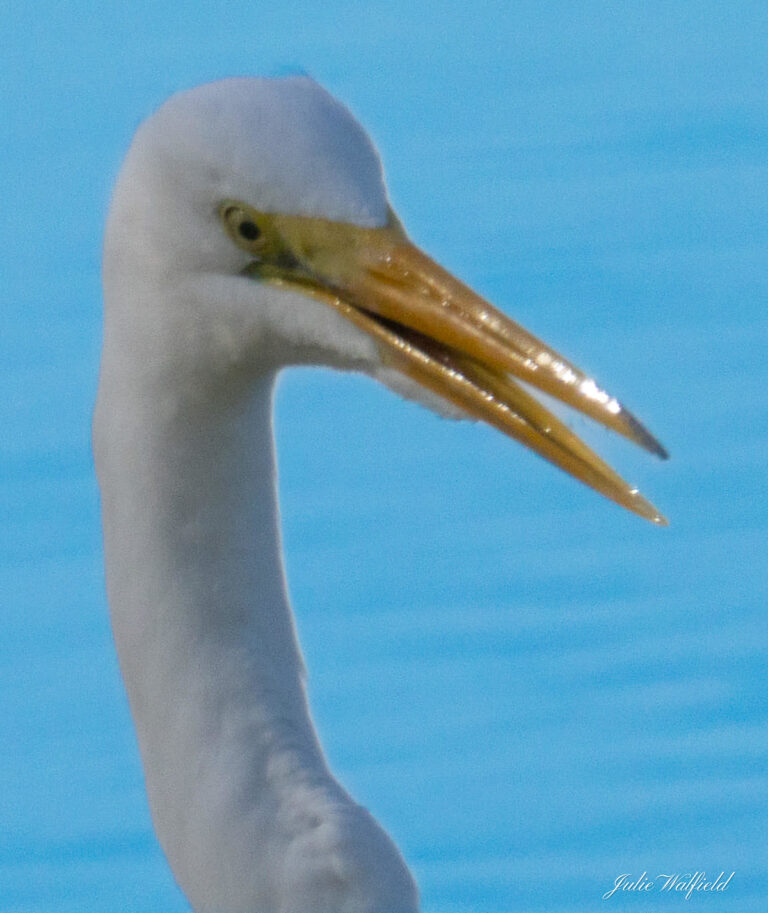 Great Egret With Glistening Beak