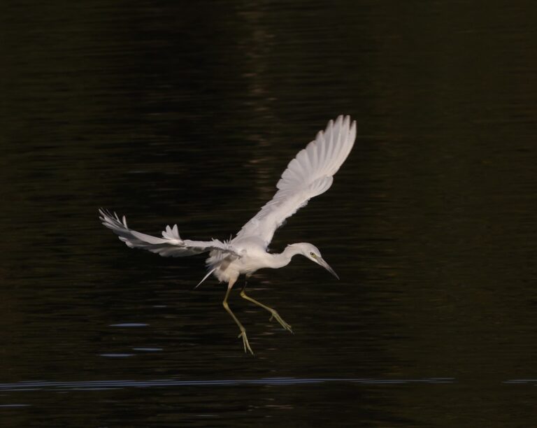 Little Blue Heron Fishing Over Pond In The Village Of St. Johns