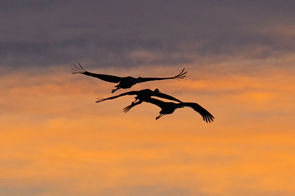 Sandhill Cranes In The Villages Flying Across The Morning Sun