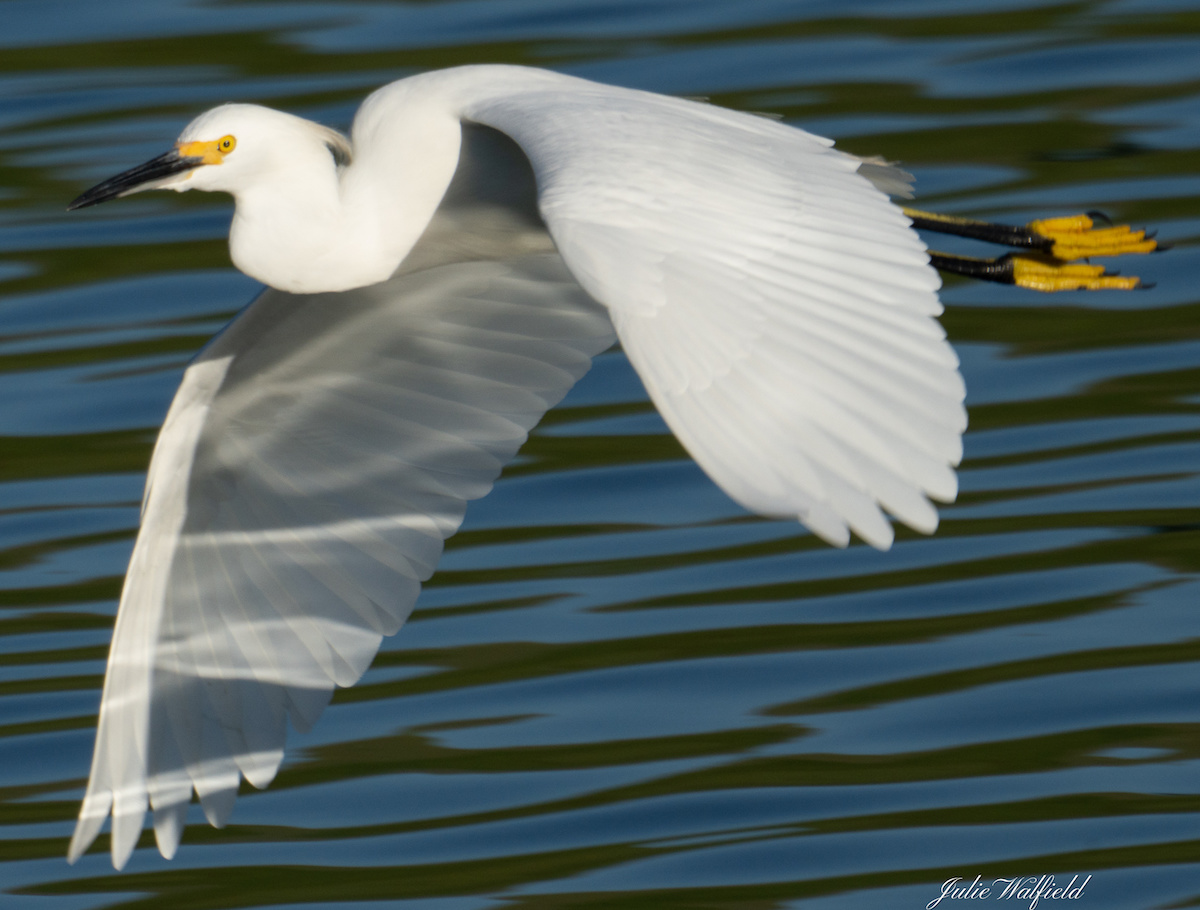 Snowy Egret Flying Above Pond In The Village Of Richmond