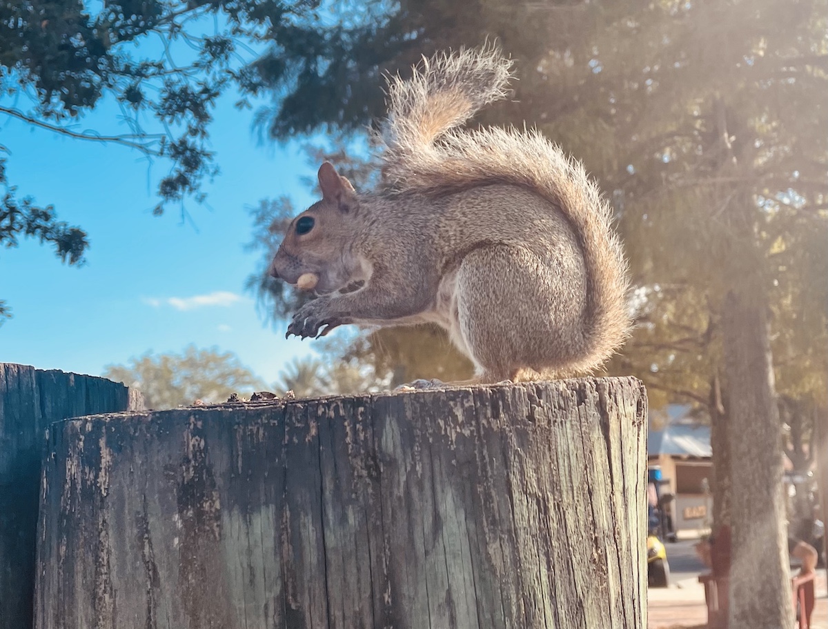 Squirrel Enjoying Lunch At Lake Sumter Landing Boardwalk