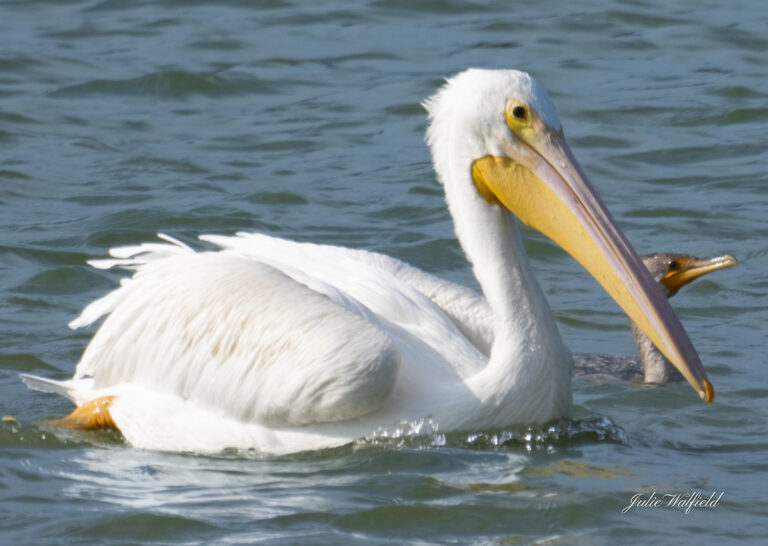 White Pelican And Cormorant In The Village of St. Catherine
