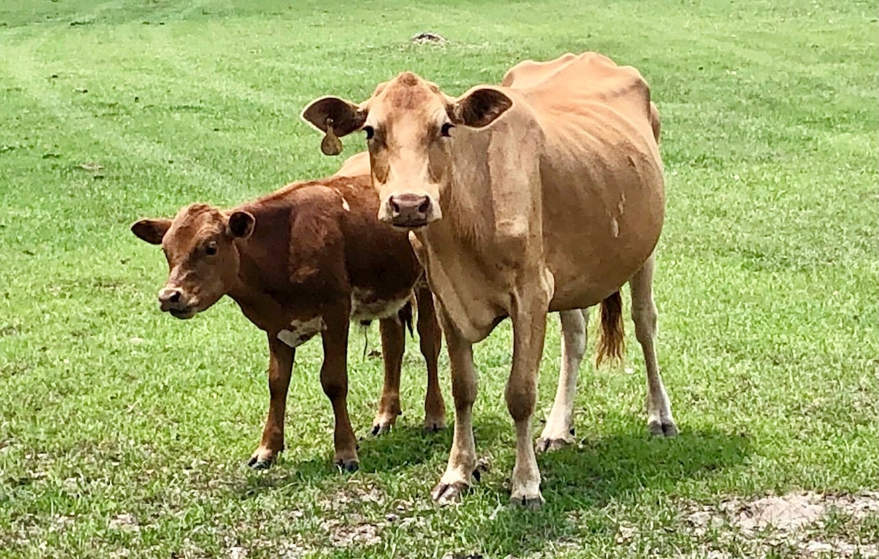 31 Cow