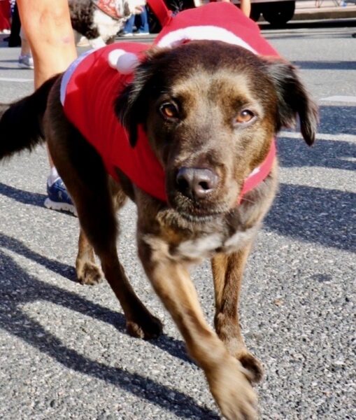 A dog was in the holiday spirit while walking in the Christmas parade with the Dynamic Dog Club