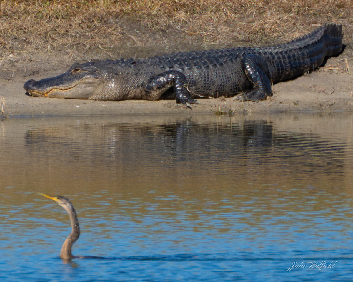 Alligator And Cormorant At Pond Near Rohan Recreation Center
