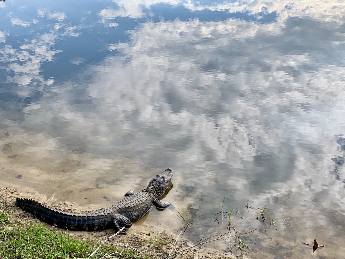 Alligator On Shore In The Village Of Bradford