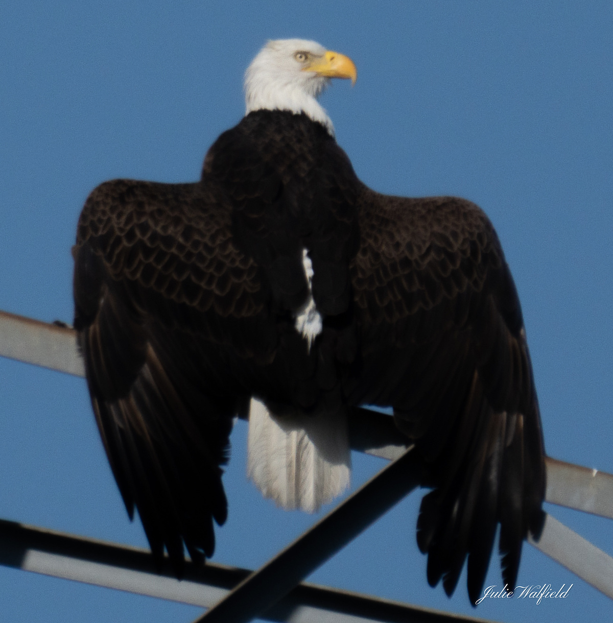 Bald Eagle Sunning In The Villages