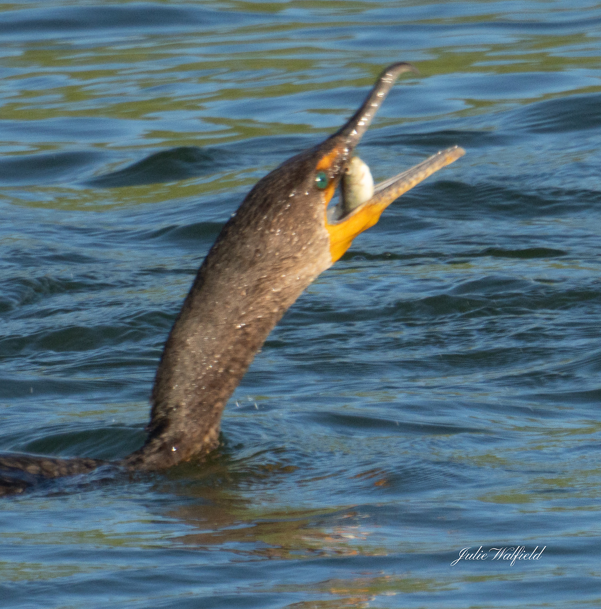 Cormorant Snacking On Bream In The Village Of Richmond