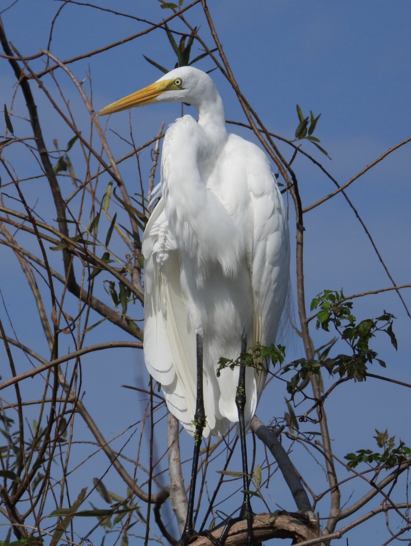 Great Egret In The Village Of Belvedere