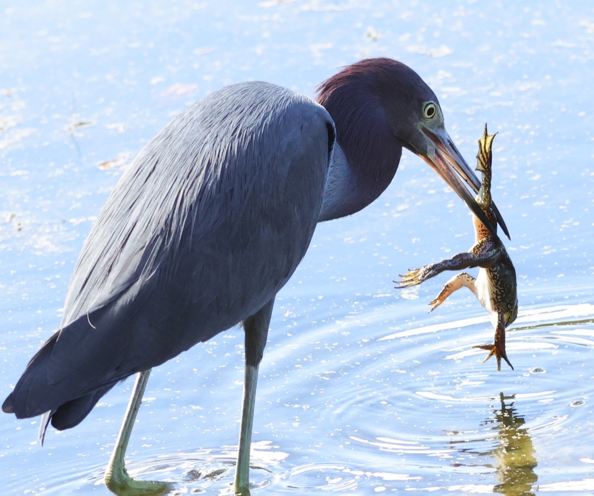Little Blue Heron With Frog At Fenney Nature Trail Villages