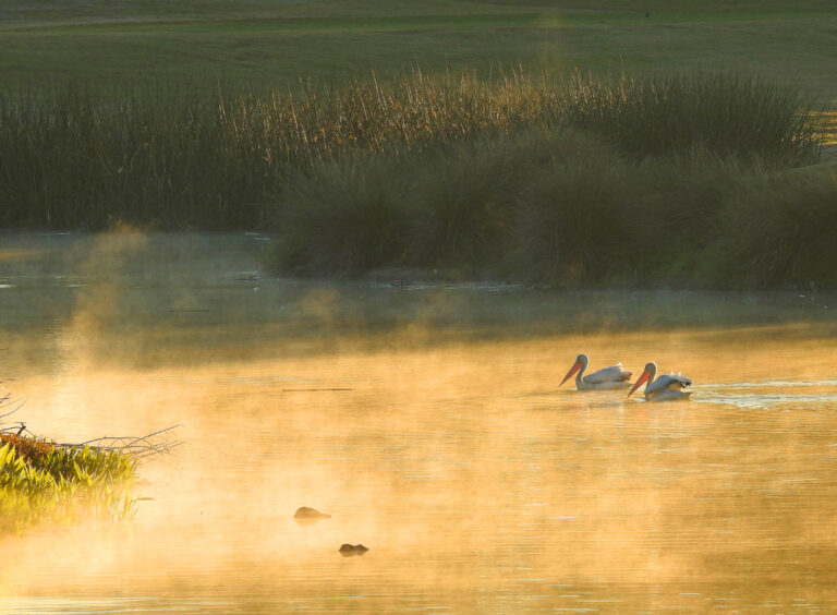 Pair Of White Pelicans On Hawkes Bay Executive Golf Course