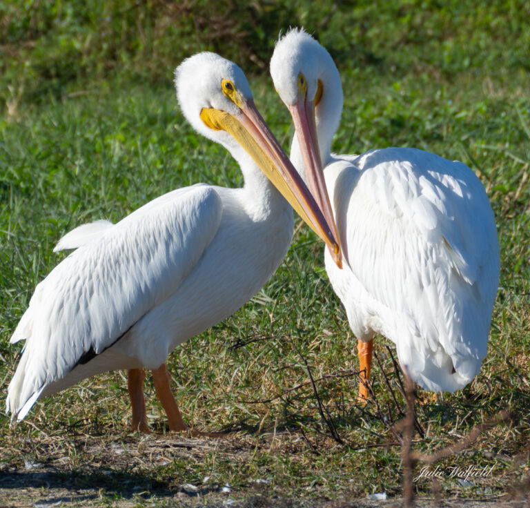 Pelican Love At Churchill Greens Executive Golf Course In The Villages