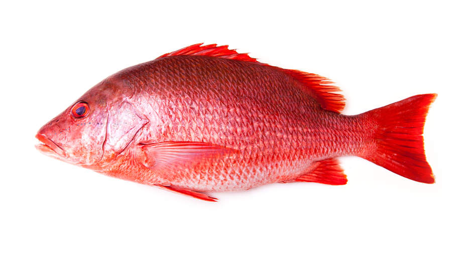 Red Snapper
