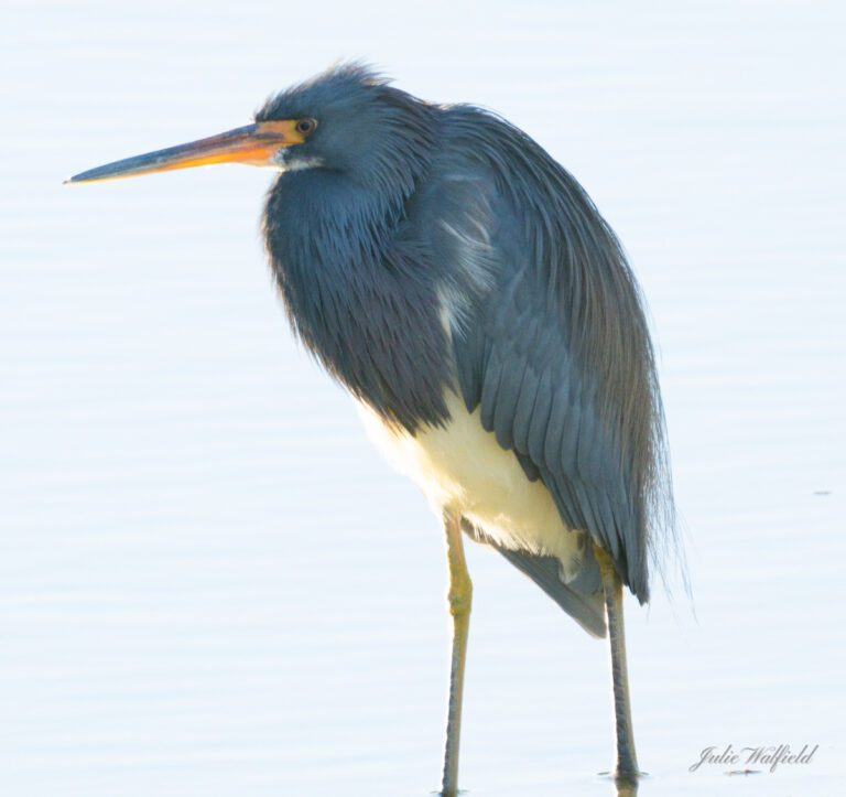 Tricolored Heron At Churchill Greens Executive Golf Course In The Villages